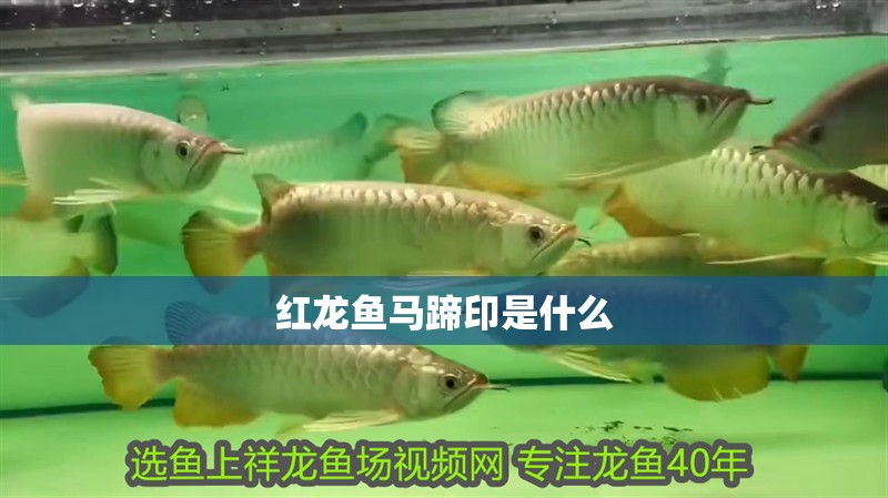 紅龍魚(yú)馬蹄印是什么