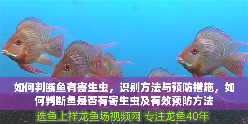 如何判斷魚有寄生蟲，識別方法與預(yù)防措施，如何判斷魚是否有寄生蟲及有效預(yù)防方法