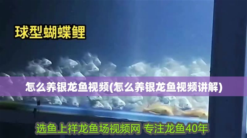 怎么養銀龍魚視頻(怎么養銀龍魚視頻講解) 怎么養銀龍魚視頻(怎么養銀龍魚視頻講解) 銀龍魚百科 第1張