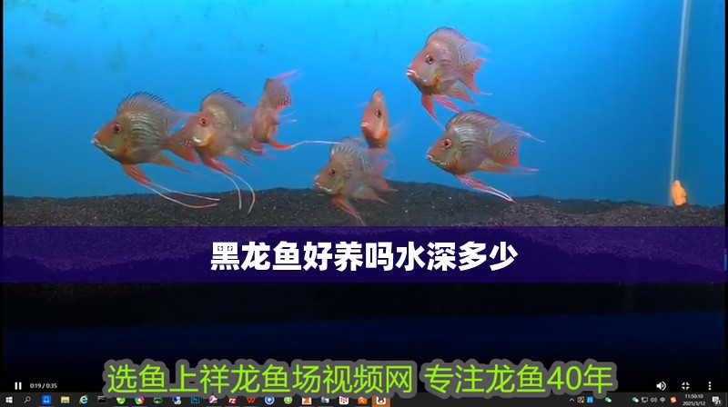 黑龍魚好養嗎水深多少