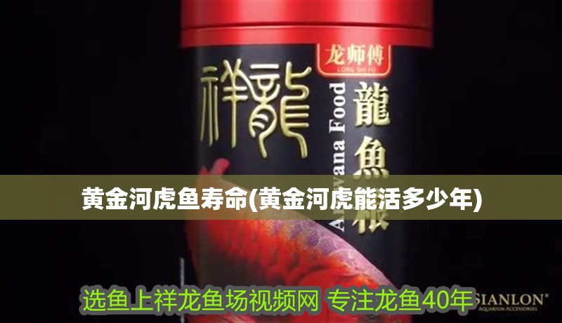 魚缸用增氧泵價格是多少:魚缸增氧機-xtrac增氧機-xtrac增氧機 黃金河虎魚壽命(黃金河虎能活多少年) 虎魚百科 黃金河虎魚壽命(黃金河虎能活多少年) 黃金河虎魚壽命(黃金河虎能活多少年) 虎魚百科