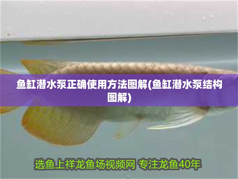 魚缸潛水泵正確使用方法圖解(魚缸潛水泵結構圖解)