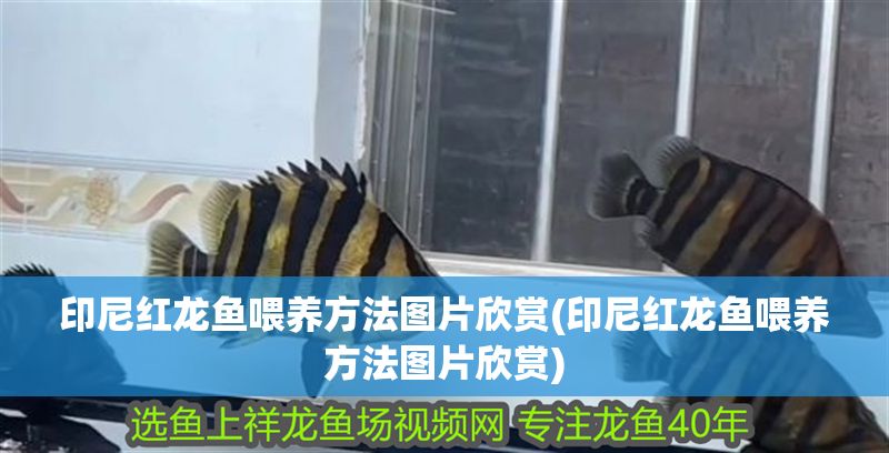 印尼紅龍魚喂養方法圖片欣賞(印尼紅龍魚喂養方法圖片欣賞) 印尼紅龍魚喂養方法圖片欣賞(印尼紅龍魚喂養方法圖片欣賞) 紅龍魚百科 第1張