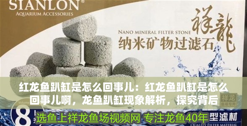 紅龍魚趴缸是怎么回事兒：紅龍魚趴缸是怎么回事兒啊，龍魚趴缸現(xiàn)象解析，探究背后