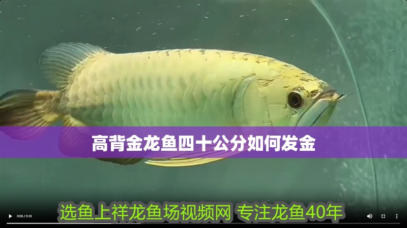 高背金龍魚四十公分如何發(fā)金
