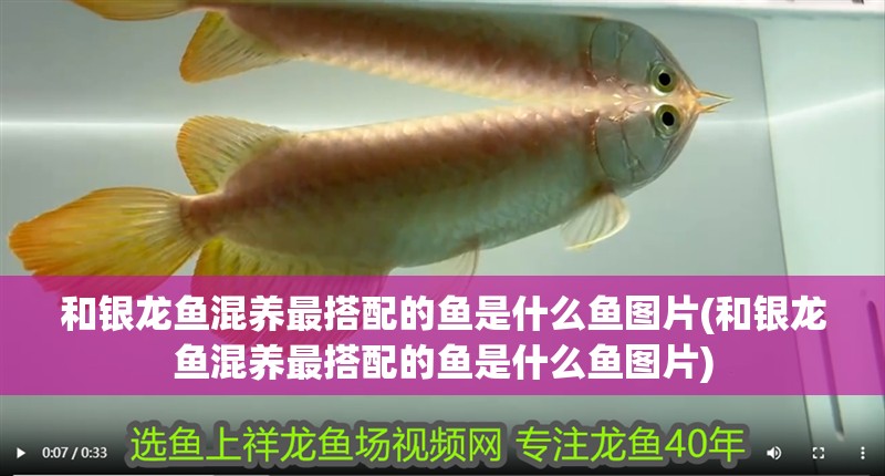 和銀龍魚混養(yǎng)最搭配的魚是什么魚圖片(和銀龍魚混養(yǎng)最搭配的魚是什么魚圖片)