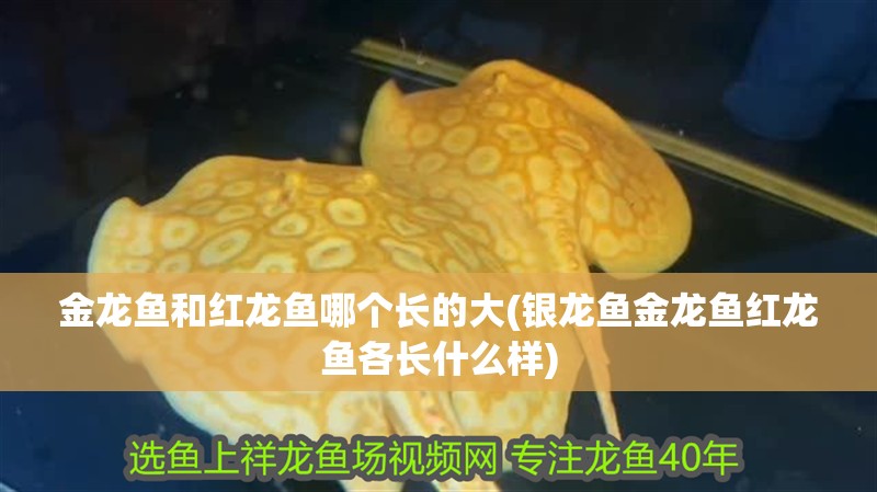 金龍魚和紅龍魚哪個長的大(銀龍魚金龍魚紅龍魚各長什么樣) 金龍魚和紅龍魚哪個長的大(銀龍魚金龍魚紅龍魚各長什么樣) 銀龍魚百科