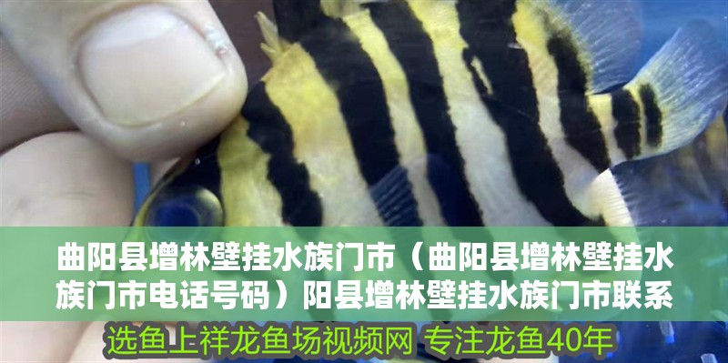 曲陽縣增林壁掛水族門市（曲陽縣增林壁掛水族門市電話號碼）陽縣增林壁掛水族門市聯系方式及營業時間指南