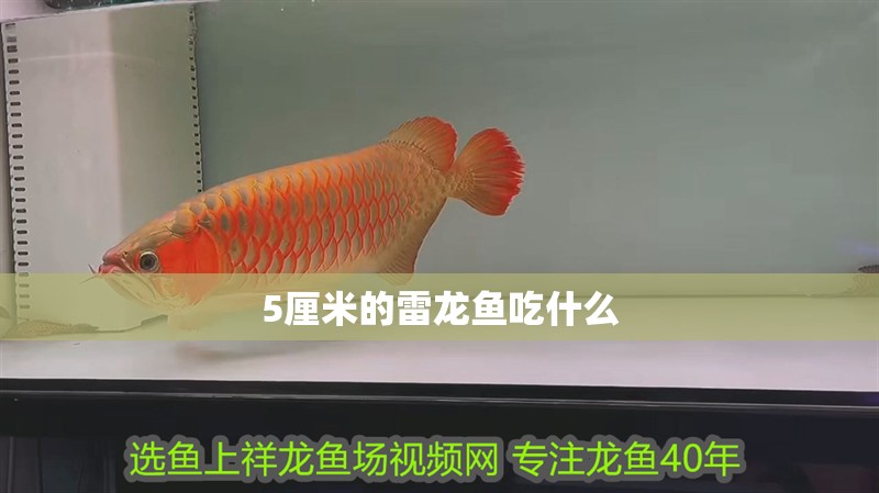 5厘米的雷龍魚吃什么