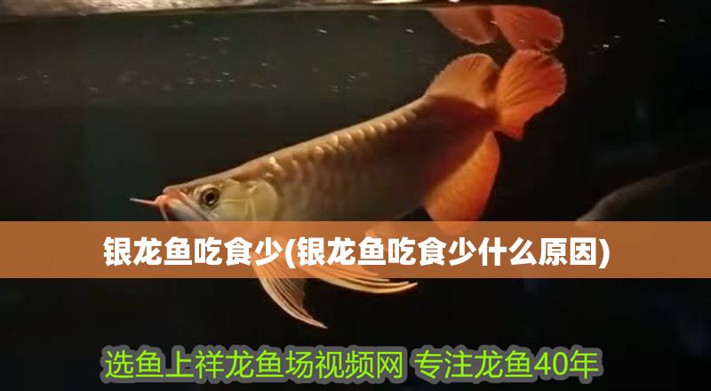 銀龍魚吃食少(銀龍魚吃食少什么原因)