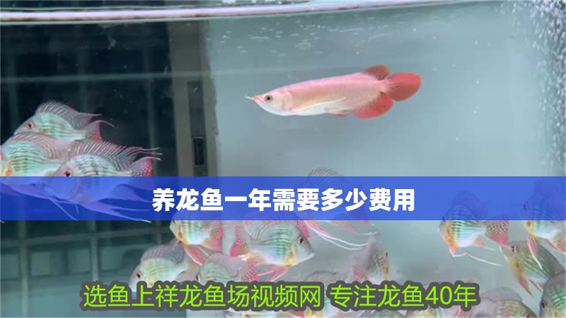 養(yǎng)龍魚一年需要多少費(fèi)用 龍魚百科 第4張 養(yǎng)龍魚一年需要多少費(fèi)用 養(yǎng)龍魚一年需要多少費(fèi)用 龍魚百科 第4張