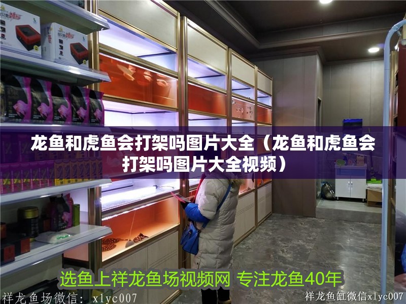 龍魚和虎魚會打架嗎圖片大全（龍魚和虎魚會打架嗎圖片大全視頻）