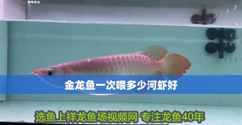 金龍魚一次喂多少河蝦好