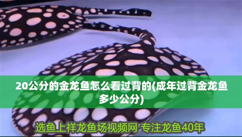 20公分的金龍魚怎么看過背的(成年過背金龍魚多少公分)