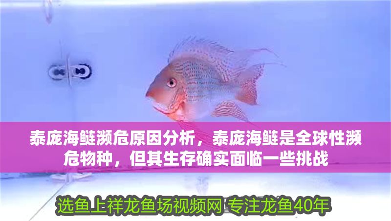 泰龐海鰱瀕危原因分析，泰龐海鰱是全球性瀕危物種，但其生存確實(shí)面臨一些挑戰(zhàn) 泰龐海鰱瀕危原因分析，泰龐海鰱是全球性瀕危物種，但其生存確實(shí)面臨一些挑戰(zhàn) 虎魚百科 第1張