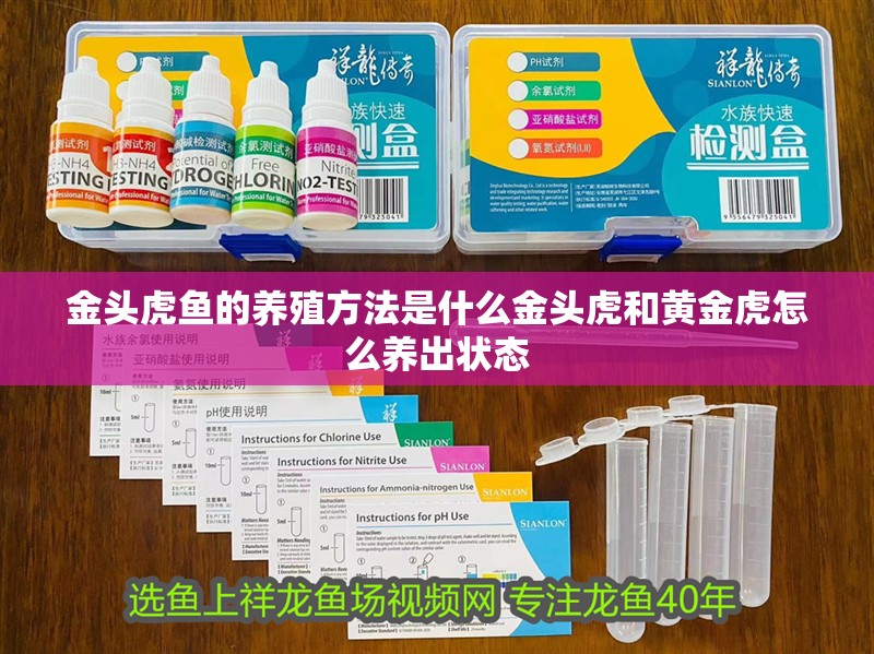 金頭虎魚的養殖方法是什么金頭虎和黃金虎怎么養出狀態