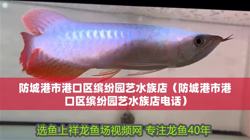 防城港市港口區繽紛園藝水族店(防城港市港口區繽紛園藝水族店電話) 全國水族館企業名錄 第2張 防城港市港口區繽紛園藝水族店(防城港市港口區繽紛園藝水族店電話) 防城港市港口區繽紛園藝水族店(防城港市港口區繽紛園藝水族店電話) 全國水族館企業名錄 第2張