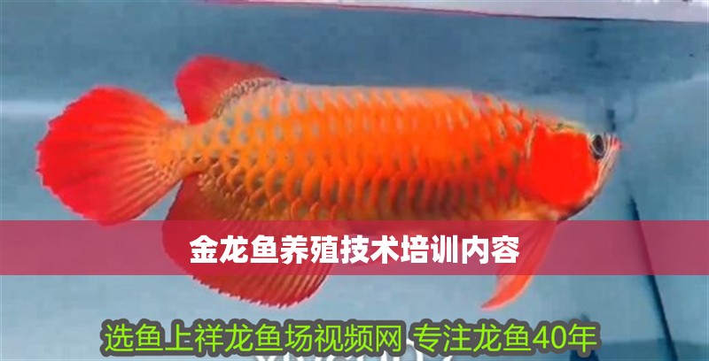 金龍魚養(yǎng)殖技術培訓內容