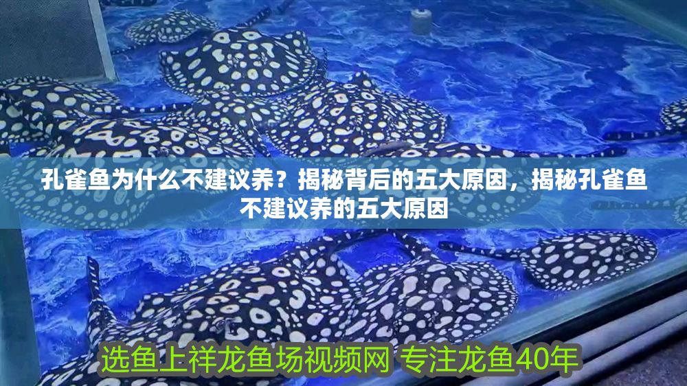 孔雀魚為什么不建議養(yǎng)？揭秘背后的五大原因，揭秘孔雀魚不建議養(yǎng)的五大原因