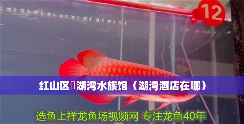 紅山區魟湖灣水族館（湖灣酒店在哪）