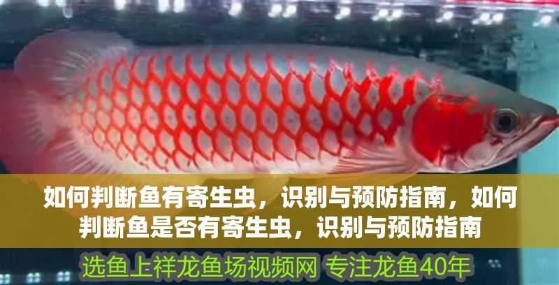 如何判斷魚有寄生蟲，識(shí)別與預(yù)防指南，如何判斷魚是否有寄生蟲，識(shí)別與預(yù)防指南