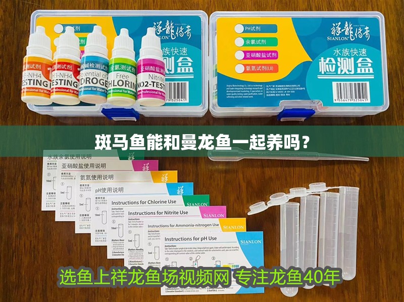 斑馬魚能和曼龍魚一起養嗎？