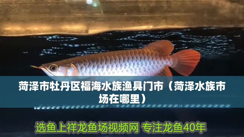 菏澤市牡丹區(qū)福海水族漁具門市（菏澤水族市場在哪里）