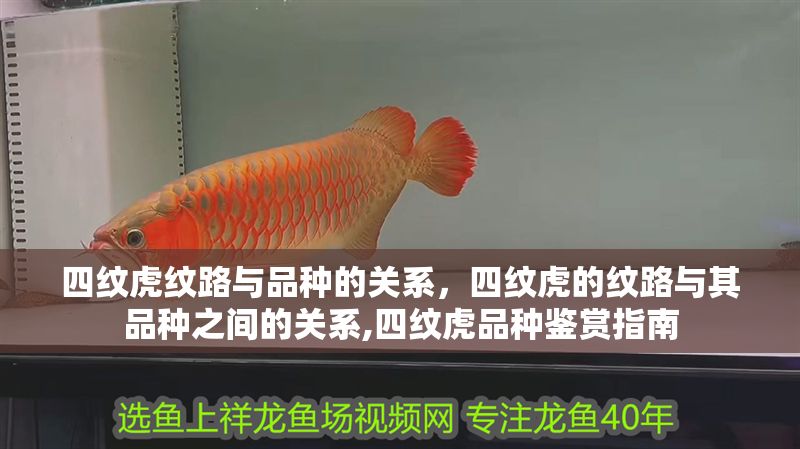 四紋虎紋路與品種的關(guān)系，四紋虎的紋路與其品種之間的關(guān)系,四紋虎品種鑒賞指南