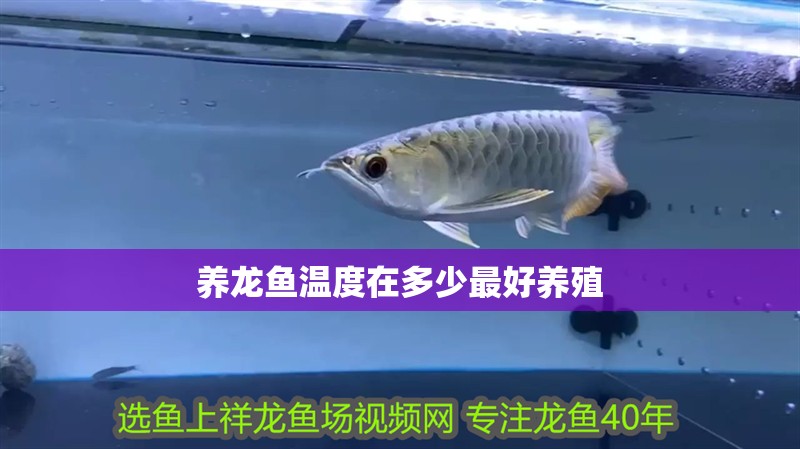 養(yǎng)龍魚溫度在多少最好養(yǎng)殖