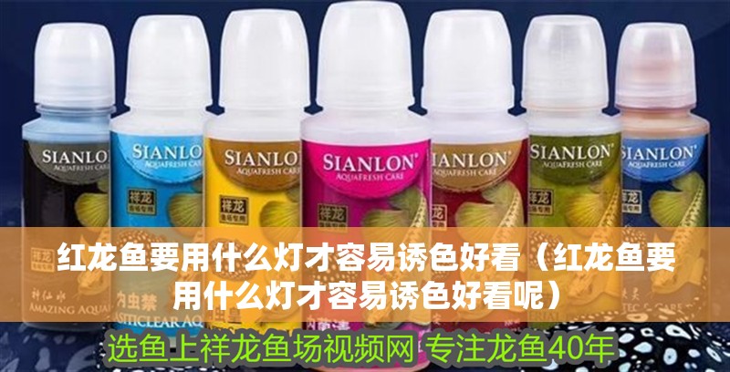 紅龍魚要用什么燈才容易誘色好看（紅龍魚要用什么燈才容易誘色好看呢） 紅龍魚要用什么燈才容易誘色好看（紅龍魚要用什么燈才容易誘色好看呢） 紅龍魚百科