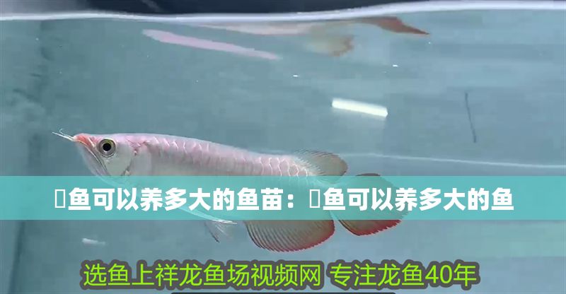 魟魚可以養多大的魚苗：魟魚可以養多大的魚