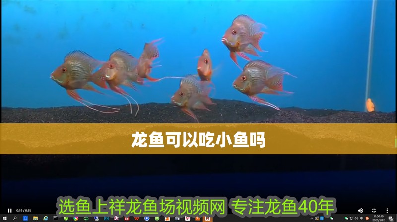 龍魚(yú)可以吃小魚(yú)嗎
