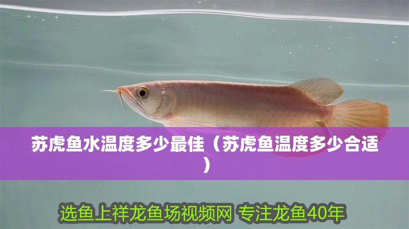 蘇虎魚水溫度多少最佳（蘇虎魚溫度多少合適）