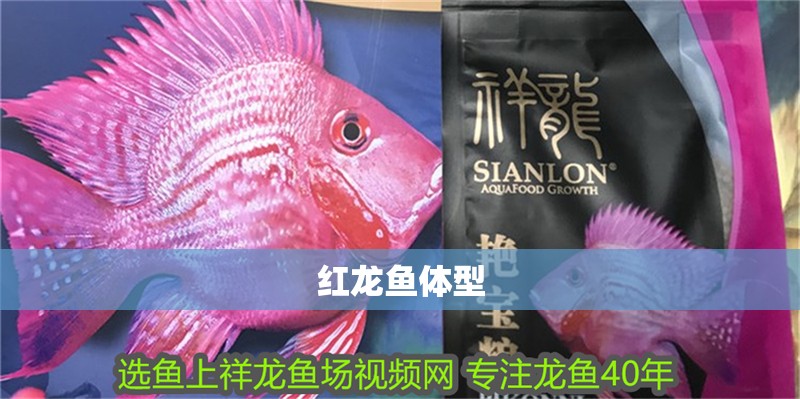 紅龍魚體型