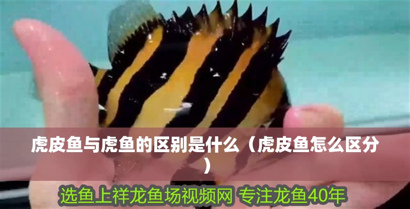 虎皮魚與虎魚的區別是什么（虎皮魚怎么區分）