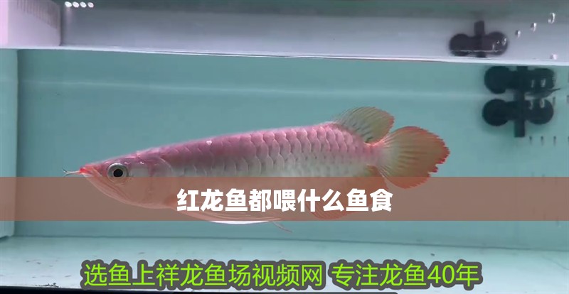 紅龍魚都喂什么魚食