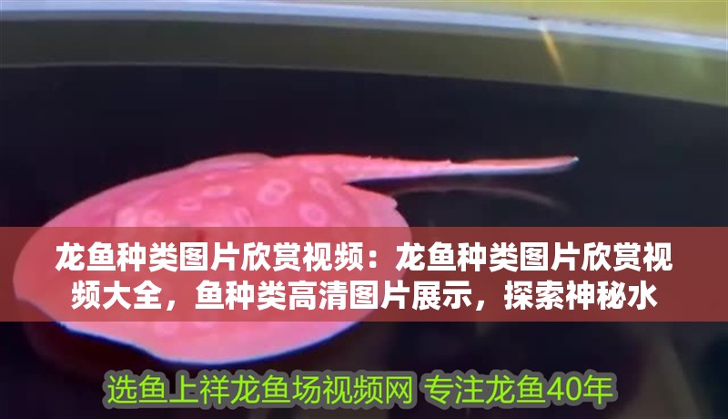 龍魚種類圖片欣賞視頻：龍魚種類圖片欣賞視頻大全，魚種類高清圖片展示，探索神秘水