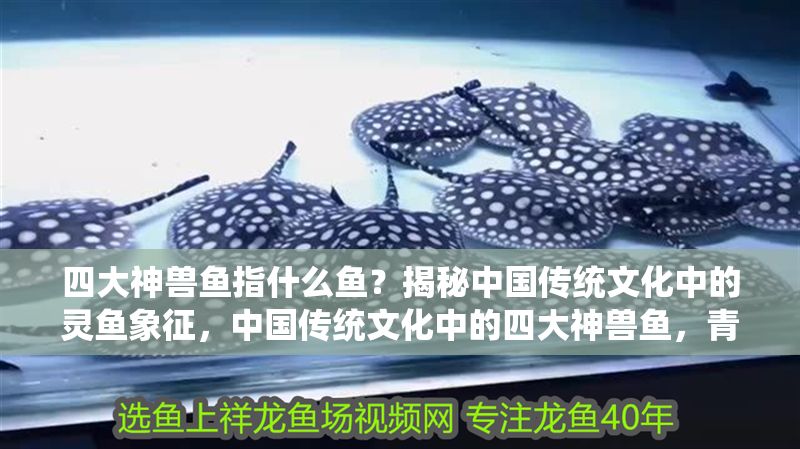 四大神獸魚指什么魚？揭秘中國傳統文化中的靈魚象征，中國傳統文化中的四大神獸魚，青龍、白虎、朱雀、玄武的靈魚象征揭秘