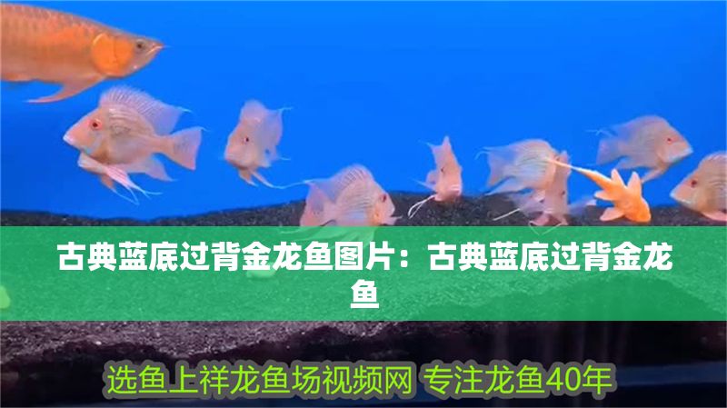 古典藍(lán)底過背金龍魚圖片：古典藍(lán)底過背金龍魚