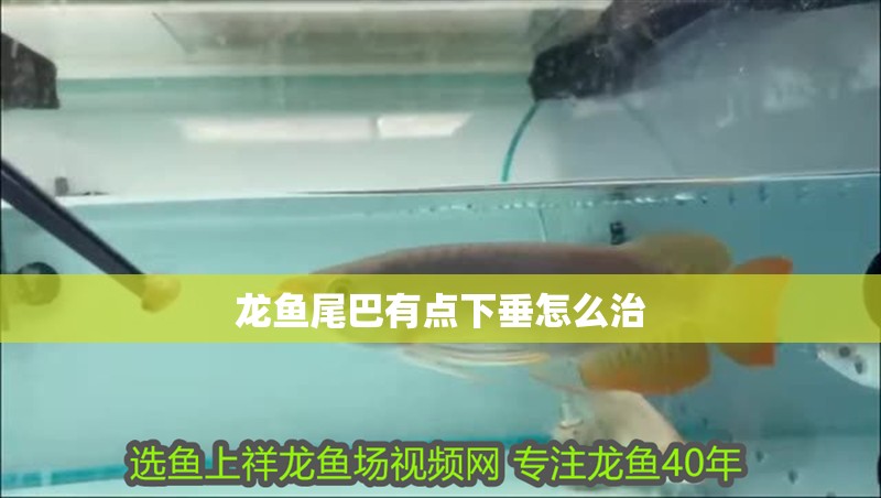 龍魚尾巴有點下垂怎么治