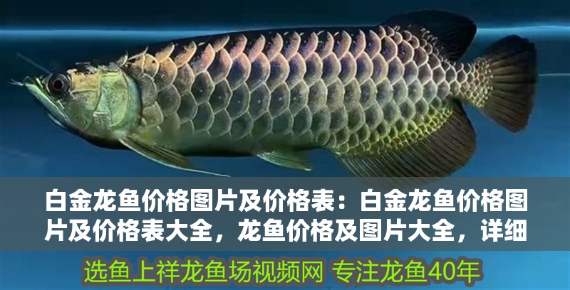 白金龍魚價格圖片及價格表：白金龍魚價格圖片及價格表大全，龍魚價格及圖片大全，詳細價格