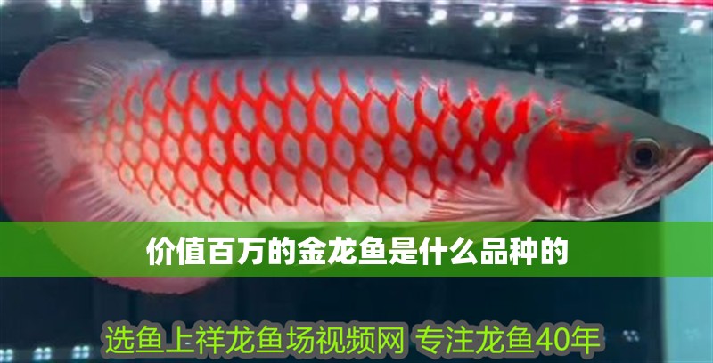 價值百萬的金龍魚是什么品種的 龍魚百科 第4張 價值百萬的金龍魚是什么品種的 價值百萬的金龍魚是什么品種的 龍魚百科 第4張