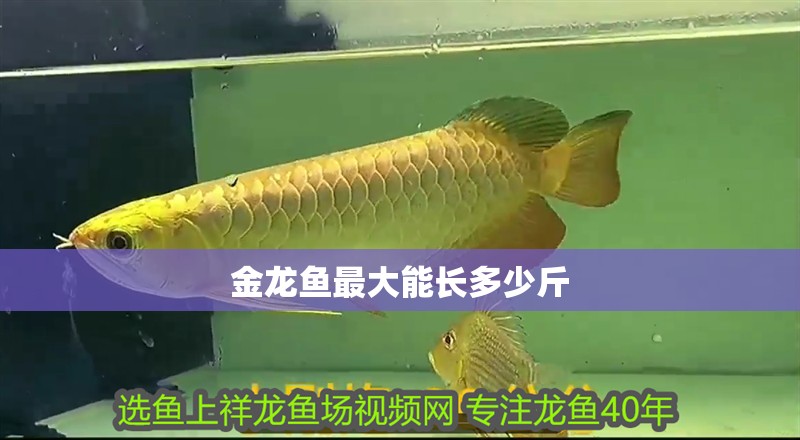金龍魚最大能長多少斤