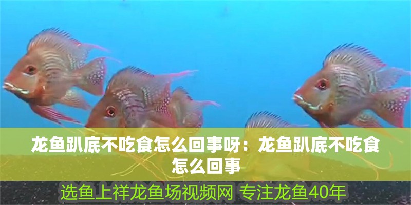 龍魚趴底不吃食怎么回事呀：龍魚趴底不吃食怎么回事 龍魚趴底不吃食怎么回事呀：龍魚趴底不吃食怎么回事 龍魚百科
