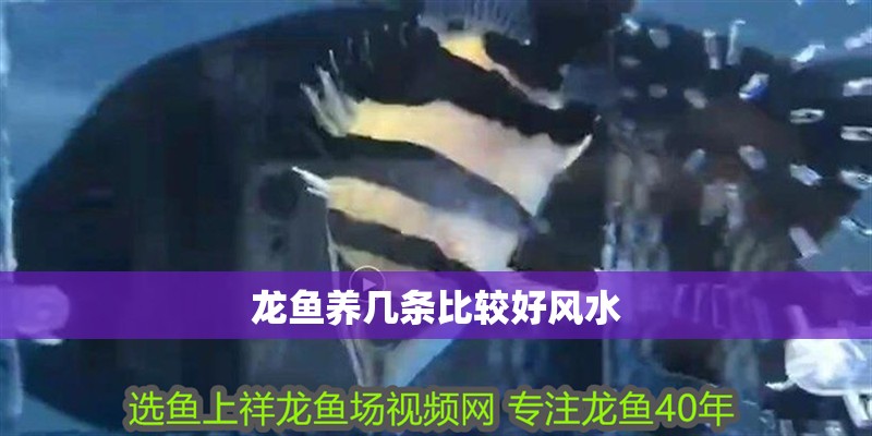 龍魚養幾條比較好風水