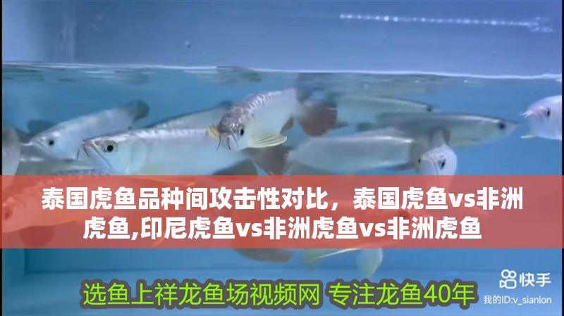 泰國(guó)虎魚品種間攻擊性對(duì)比，泰國(guó)虎魚vs非洲虎魚,印尼虎魚vs非洲虎魚vs非洲虎魚