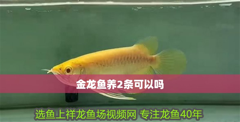 金龍魚養2條可以嗎