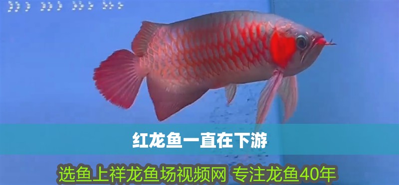 紅龍魚一直在下游 龍魚百科 第4張 紅龍魚一直在下游 紅龍魚一直在下游 龍魚百科 第4張