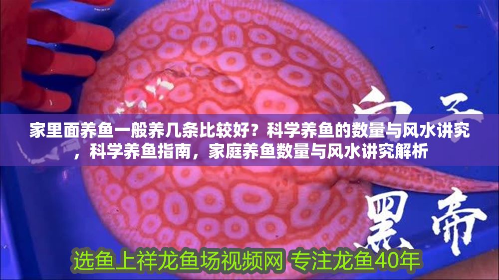 家里面養魚一般養幾條比較好？科學養魚的數量與風水講究，科學養魚指南，家庭養魚數量與風水講究解析