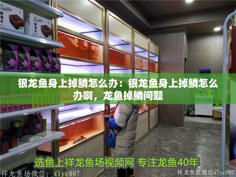 銀龍魚身上掉鱗怎么辦：銀龍魚身上掉鱗怎么辦啊，龍魚掉鱗問題